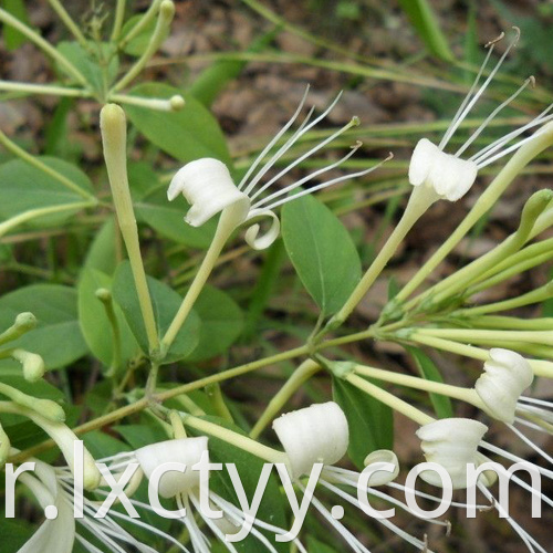 honeysuckle extract goog tea